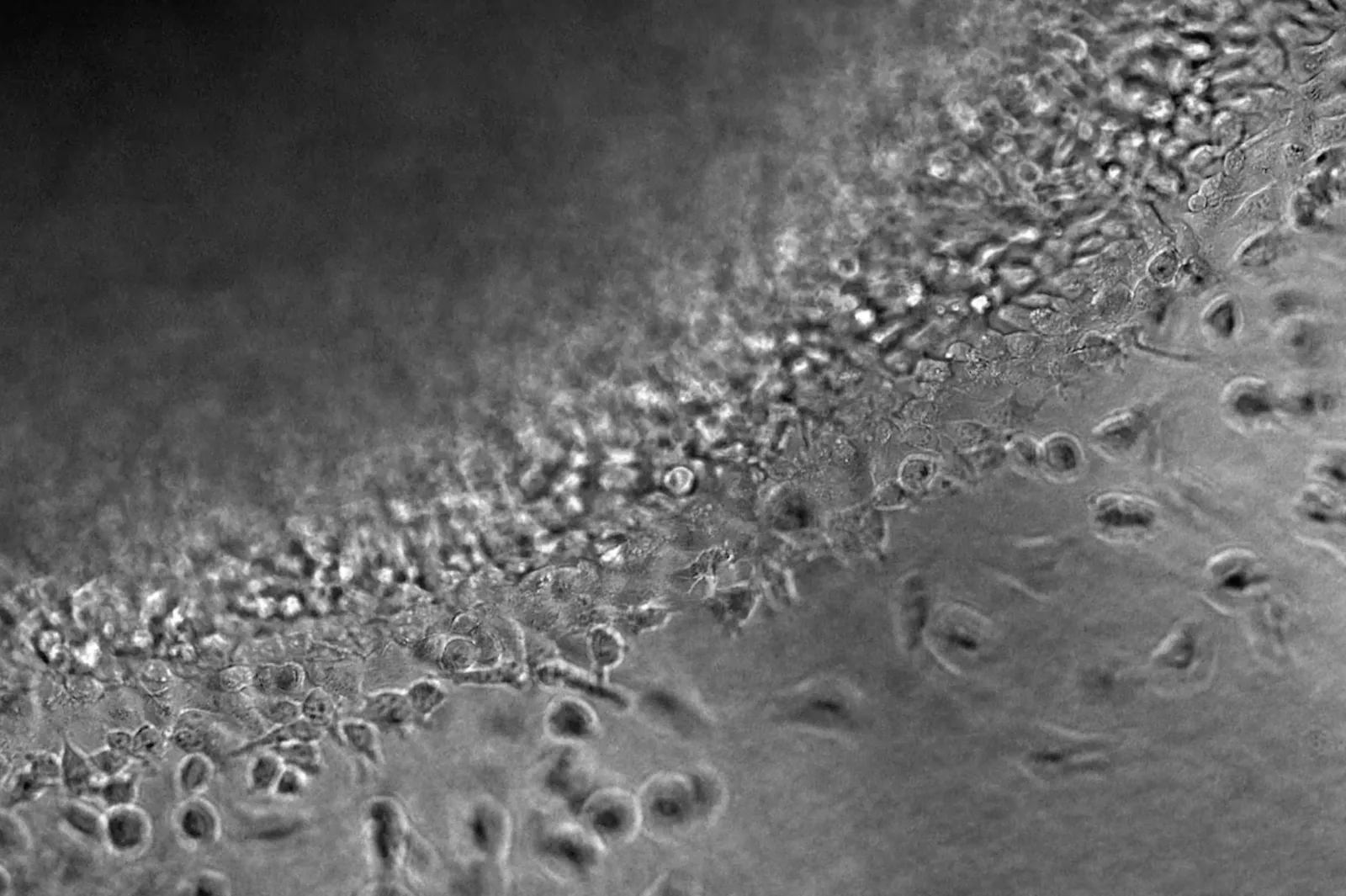 Cells responding to mechanical cues