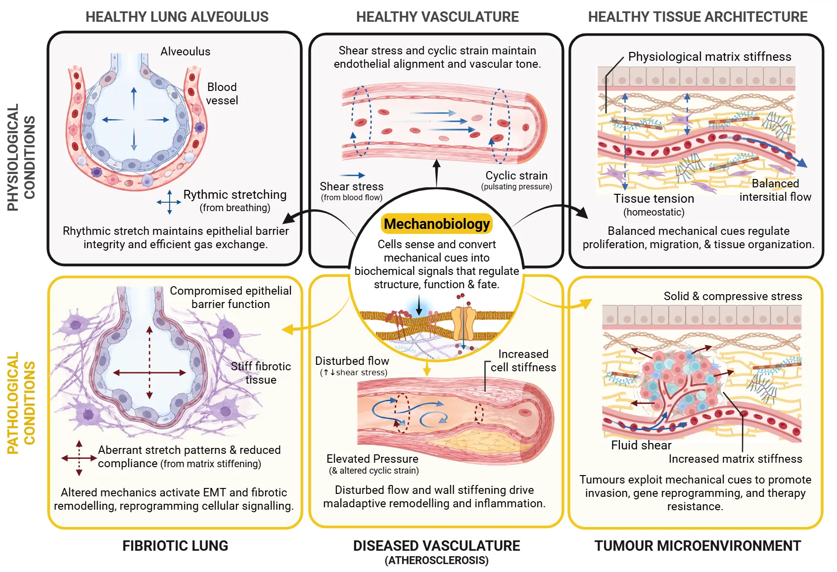 Figure 1. Mechanobiology in lung, vascular and tumour contexts: how physiological mechanical cues maintain homeostasis and how altered mechanics contribute to disease.